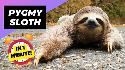 Pygmy Three-toed Sloth - In 1 Minute! 🦥 The World's Smallest Sloth | 1 Minute Animals