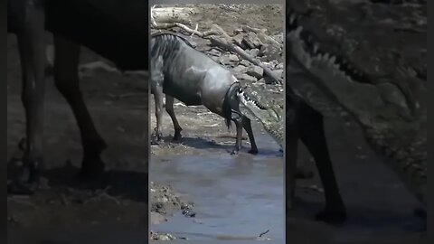 Crocodile bite back of wildbeest when crossing river