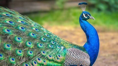 peacock blooming
