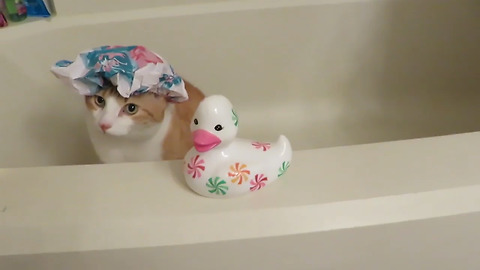 Cat sits in empty bathtub, wears shower cap