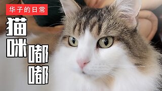 猫咪嘟嘟 My Cat Dudu