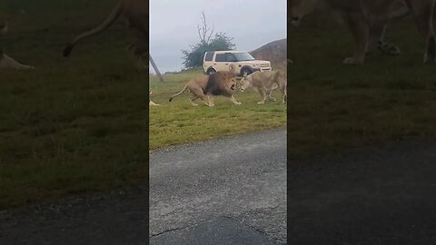 Simba Lion 🦁 King found his queen. #viral #shorts #lions #trending