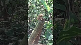 Esquilo comendo banana!