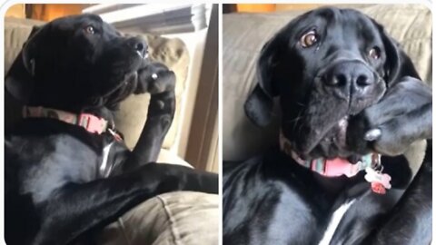 Hilarious doggy sits in a very distinguished manner 🤔🤔