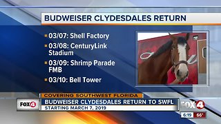 Budweiser Clydesdale's return to Fort Myers