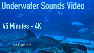 Get Refreshed With 45 Minutes Of Underwater Sounds Video