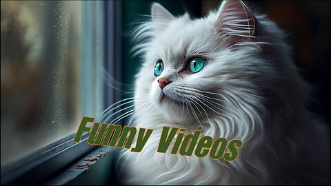 #Baby cat #shorts# funy videos