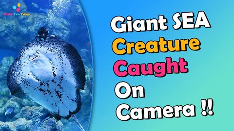 Giant Sea Creature Caught On Camera