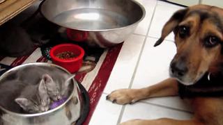 Two Kittens Sleep In A Puppy's Food Bowl