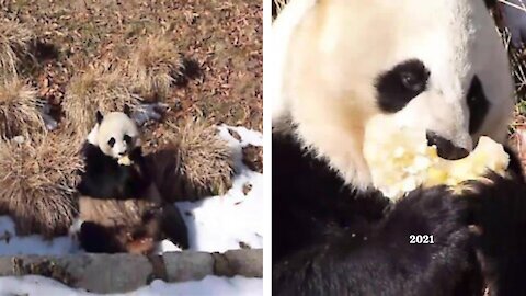 This panda bear eats in an incredibly different way