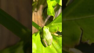 Green tree frog in Tennessee #hedgehogshomestead