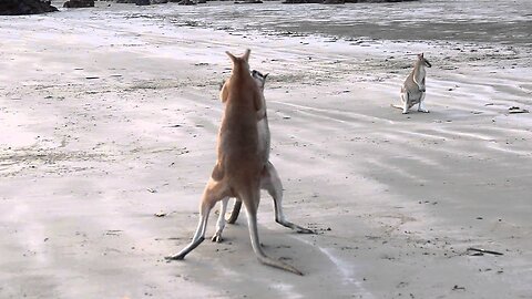 Wallabies Fight To Death