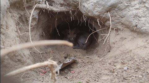 indian cute dog dug the hole in ground, to escape in summers.