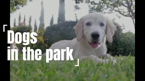 Dogs in the park