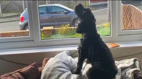 Dog sings while owner plays sax!