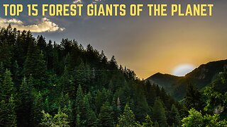 The Greener Side of Earth: 15 Countries with Largest Forests