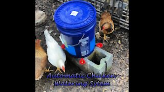 DYI Easy Automatic and Worry Free Chicken Watering System Super Simple