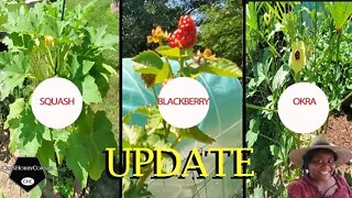 1 Week Update 3 Garden Items - Squash, Okra & Black Berries