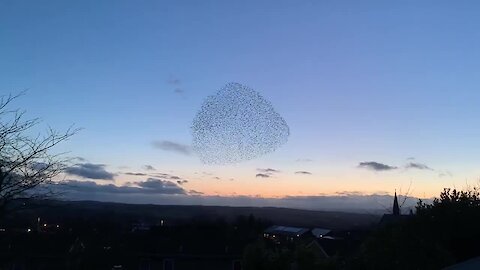 Starling murmuration completely dazzles the morning sky