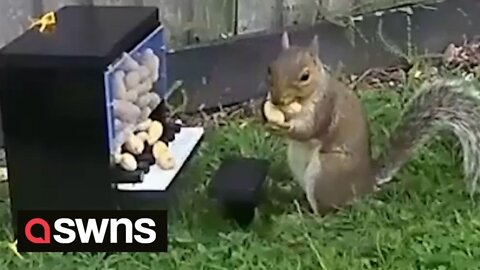 UK man builds unique squirrel feeders including a piano and a FLYING PLANE