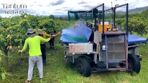 Incrível Processo de Cultivo