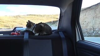 This Cat Loves Cars