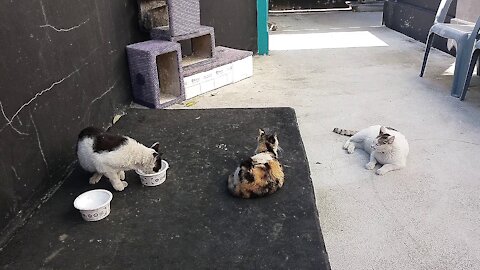 Cats enjoying a break after a meal.