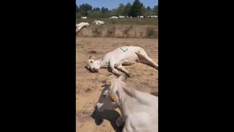 Livestock in Italy