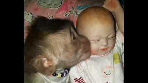 Monkey fun with baby
