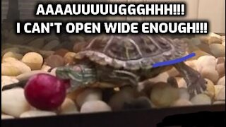 Adorable baby turtle tries to eat a grape but fails