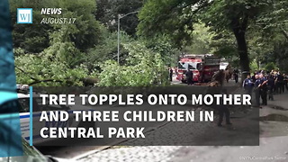 Tree Topples Onto Mother And Three Children In Central Park