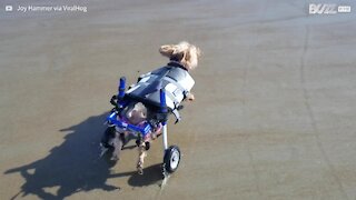 Cadela com paralisia se diverte na praia com cadeira de rodas