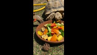 Sulcata Tortoises eating