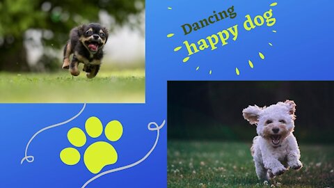 Happy Dancing Dog compilation