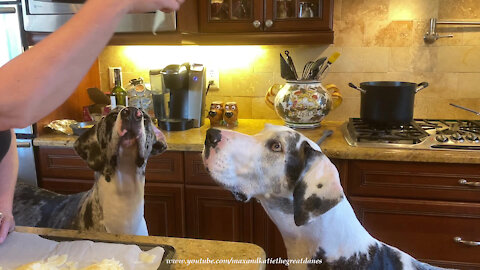Funny Great Dane Therapy Dog Is A Really Fast Foodie