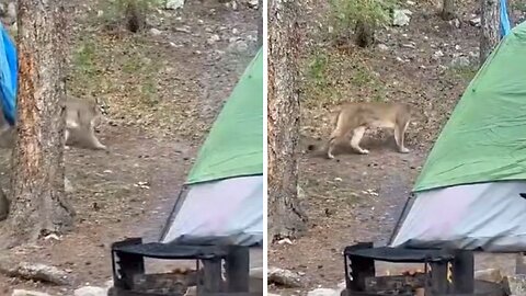 Campers have extremely close encounter with curious mountain lion