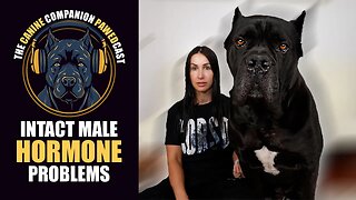 INTACT Male Hormone Problems The Canine Companion PawedCast LIVE
