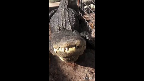 Crocodile voice