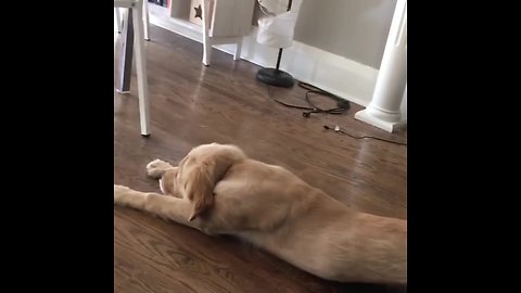 Tired puppy literally slides into nap time