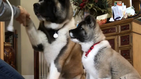 Stubborn puppy refuses to sit for treats