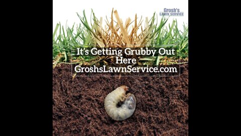 Grubs Clear Spring Maryland Lawn Care Service
