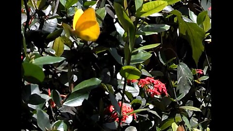 Brimstone Sulfur Butterfly Host Plant Ixoria blooms all years with berries for the birds too.