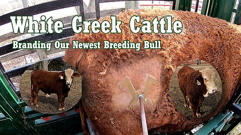 WCC - Cold Branding Our Newest Braford Breeding Bull - No. 10 "unnamed"