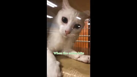 Funniest Cat Ever - Try Not to Laugh - Best of Tiktok 2022 #17