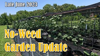 No-Weed Garden Update (Late June 2023)