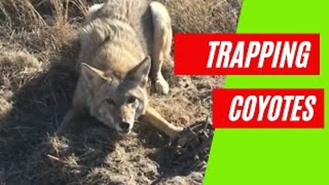 Trapping 2020 Catching Coyotes