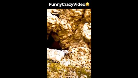 Mr FunnyCrazyVideo😂 Just Incredible Video Funny and Crazy #Like Follow for Follow 🥰