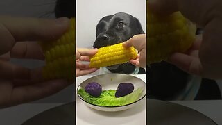 🌽 Rusty Corn-Nibbling Skills of a Labrador! 🐶🐶🐶