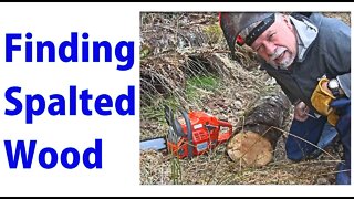 Finding Exotic Spalted Wood Lumber - a woodworkweb video