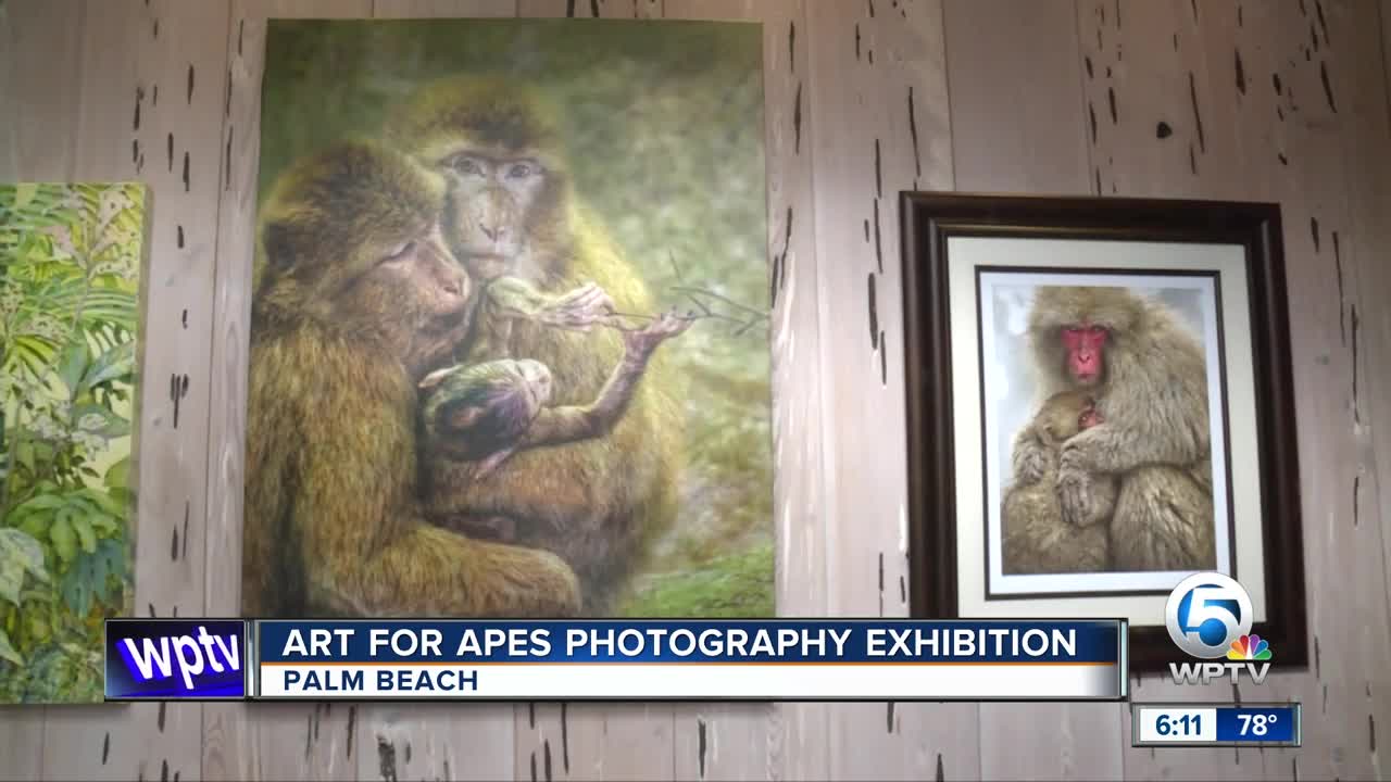 Art for Apes photography exhibition held in Palm Beach